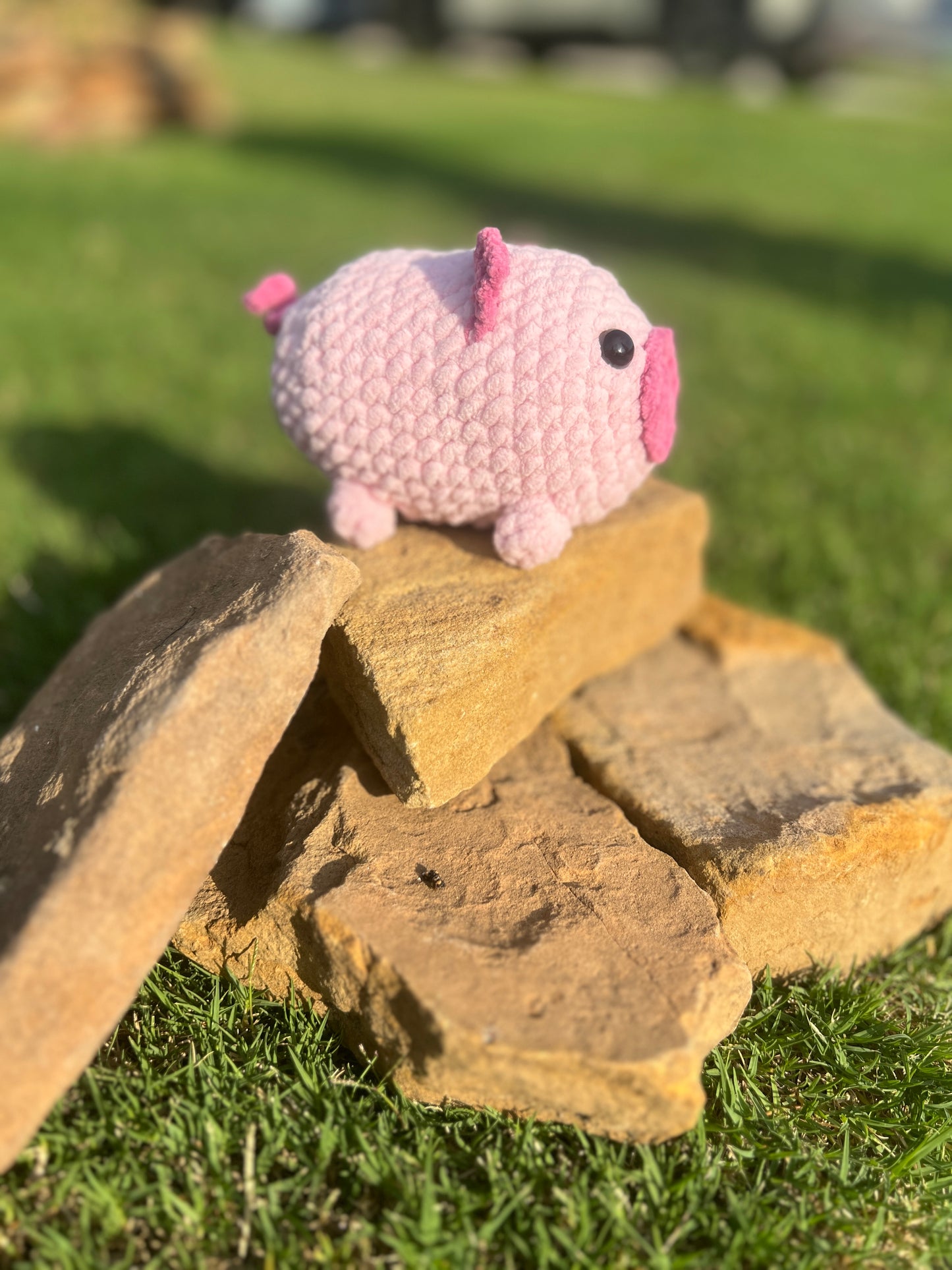 Pig